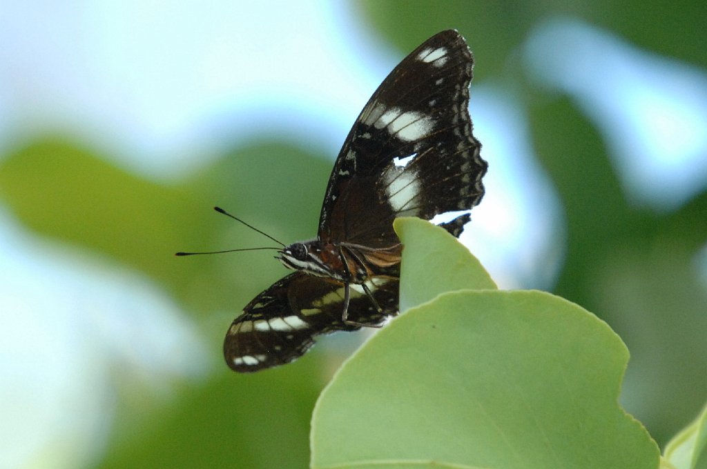 041 Australian Crow, Common, 2007-12180599 Katherine, NT.JPG - Common Australian Crow (Euploea core corinna) Butterfly. Katherine, NT, 12-18-2007